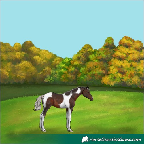 Horse Color:Silver Brown Tobiano 