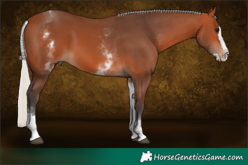 Horse Color:White Spotted Silver Brown Splash 