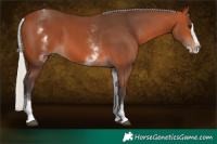 Horse Color:White Spotted Silver Brown Splash 