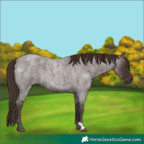 Horse Color:Liver Red Roan
