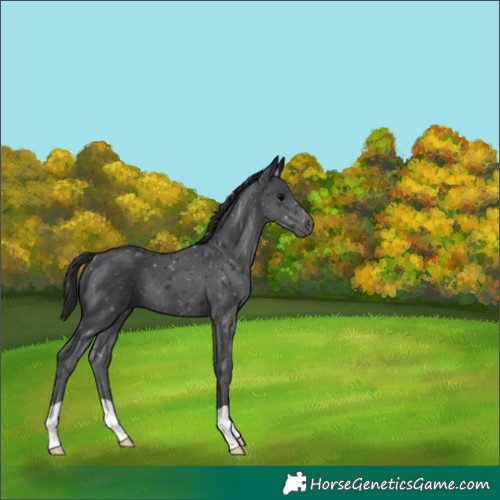 Horse Color:Black 