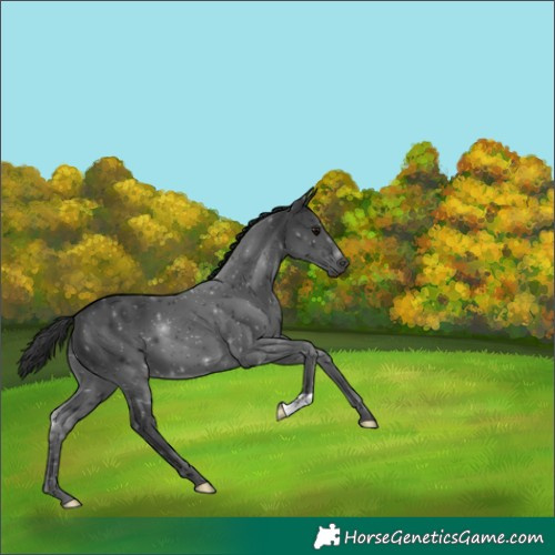Horse Color:Black 