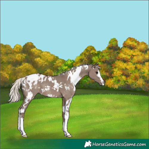Horse Color:White Spotted Silver Grullo Sabino Appaloosa 