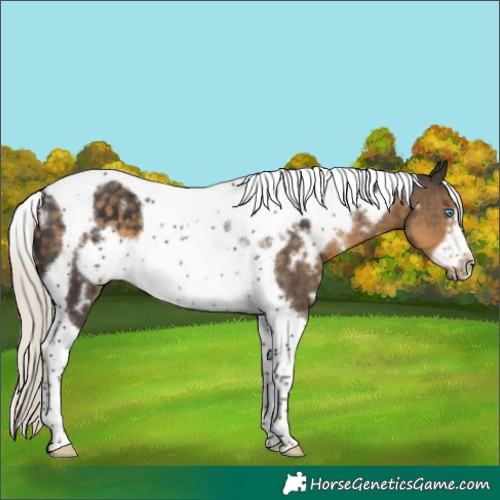 Horse Color:White Spotted Silver Smoky Black Tobiano Frame 