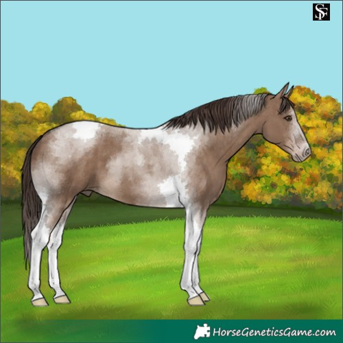 Horse Color:Liver Red Dun Tobiano