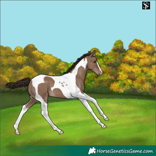 Horse Color:Liver Red Dun Tobiano 