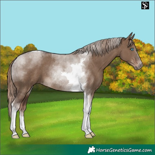Horse Color:Liver Red Dun Tobiano Rabicano