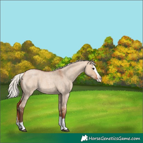 Horse Color:Silver Bay Roan Dun Splash 
