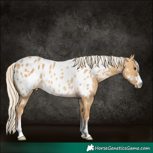 Horse Color:Palomino Dun Blanket Rabicano