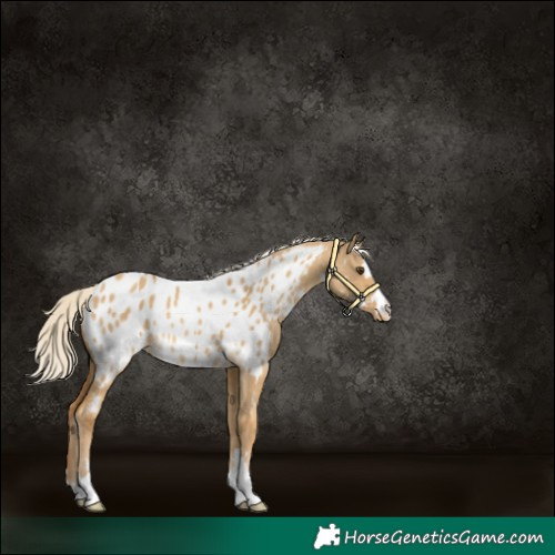 Horse Color:Palomino Dun Appaloosa Rabicano 