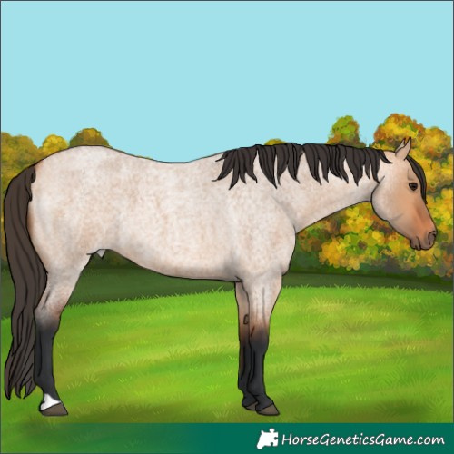 Horse Color:Bay Roan Dun