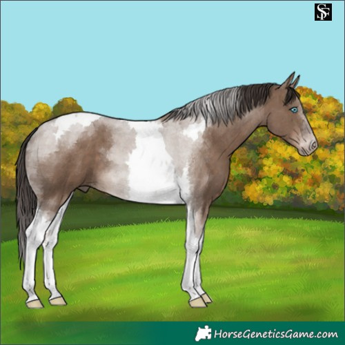 Horse Color:Liver Red Dun Tobiano 