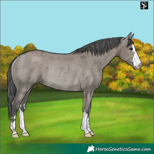 Horse Color:Grullo Merle Rabicano