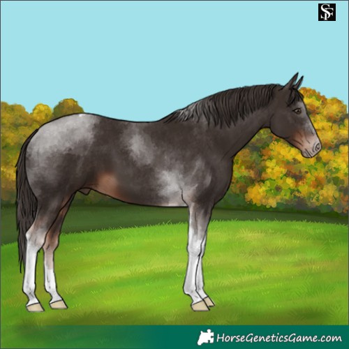 Horse Color:Liver Chestnut Tobiano 
