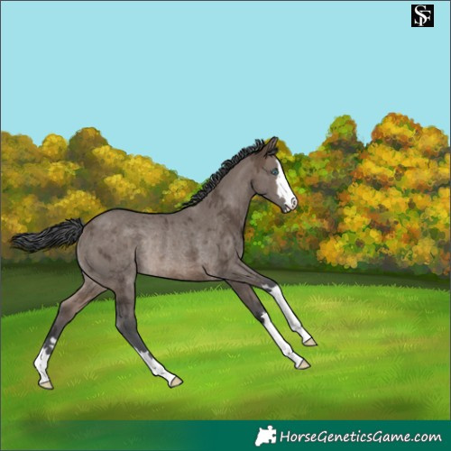 Horse Color:Brown Dun Merle Rabicano 
