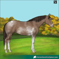 Horse Color:Liver Red Dun Tobiano