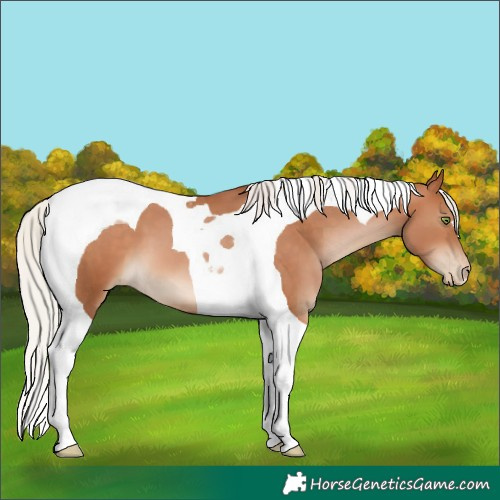 Horse Color:Silver Brown Pearl Tobiano