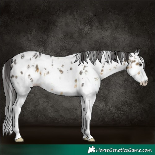 Horse Color:Buckskin Sabino Appaloosa Rabicano
