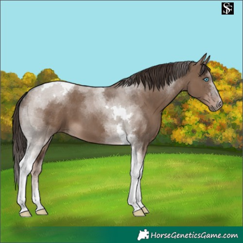 Horse Color:Liver Red Dun Tobiano