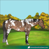 Horse Color:Unknown 