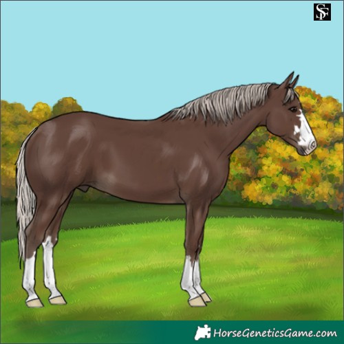 Horse Color:Silver Black