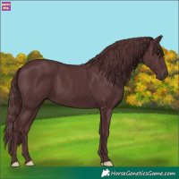 Horse Color:Chocolate Black 