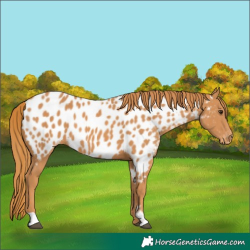 Horse Color:Chestnut Near Leopard 