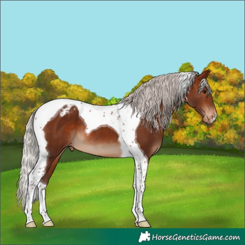 Horse Color:Silver Brown Tobiano Appaloosa