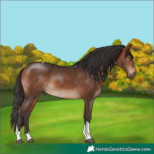 Horse Color:Bay Tobiano 