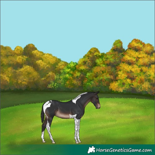 Horse Color:Brown Tobiano Varnish