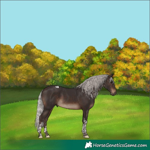 Horse Color:Silver Brown Tobiano 