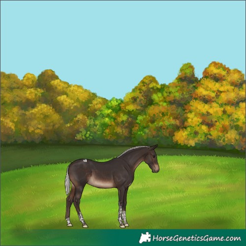 Horse Color:Silver Brown Tobiano 