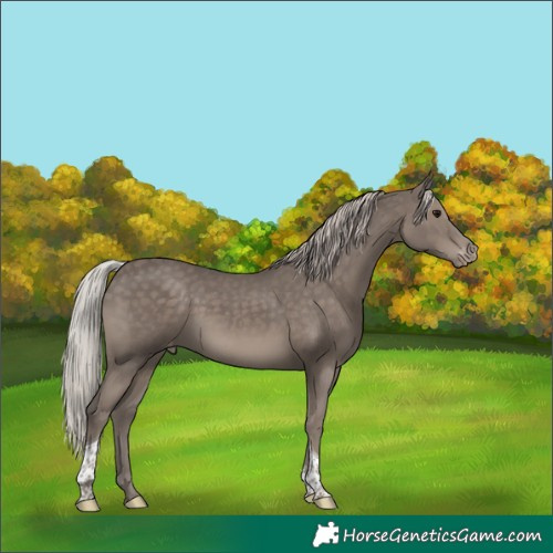 Horse Color:Silver Black Tobiano Appaloosa