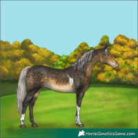 Horse Color:Silver Buckskin Tobiano Appaloosa 