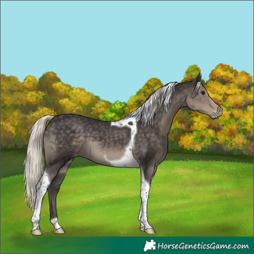 Horse Color:Silver Smoky Black Tobiano Varnish 