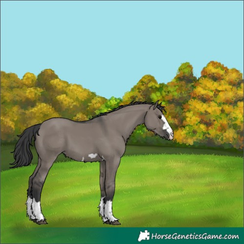 Horse Color:Grullo 