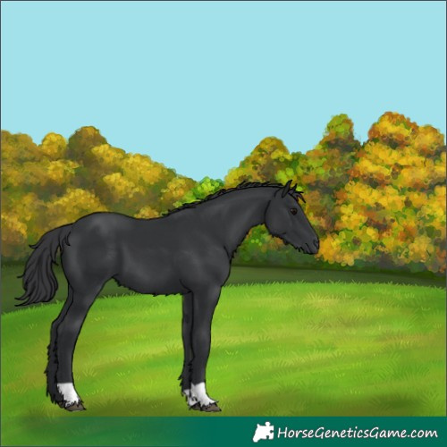 Horse Color:Black 