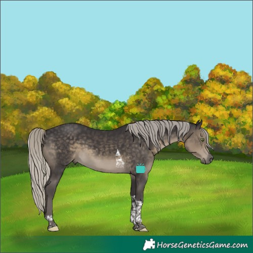 Horse Color:Unknown 