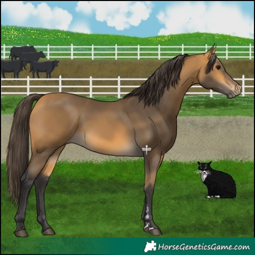 Horse Color:Buckskin 