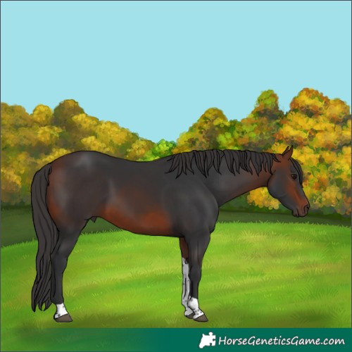 Horse Color:Bay Tobiano 