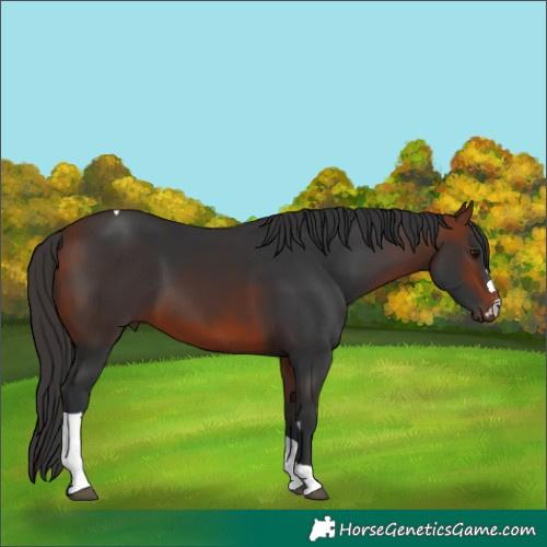 Horse Color:Bay Tobiano 