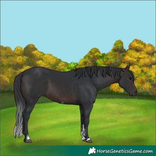 Horse Color:Brown Sabino