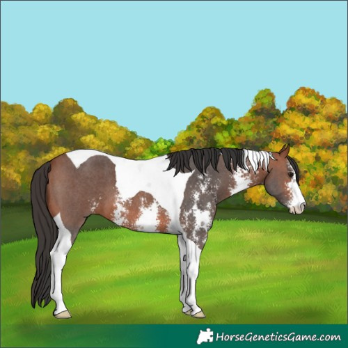 Horse Color:Bay Sabino Tobiano 