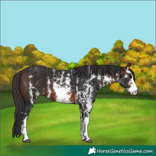 Horse Color:Brown Sabino 