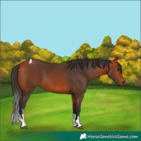 Horse Color:Bay Sabino Tobiano 