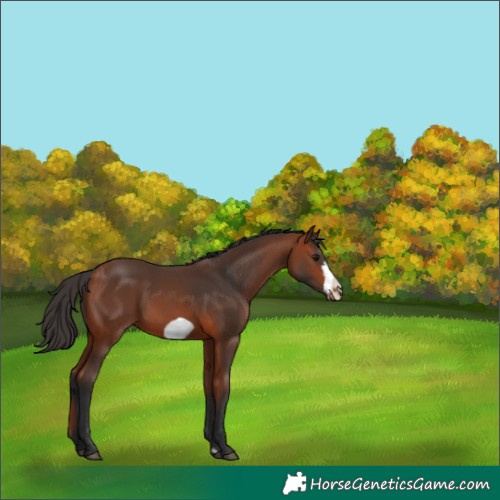 Horse Color:Bay Frame Rabicano 