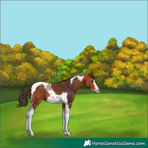 Horse Color:Bay Tobiano Frame Appaloosa 