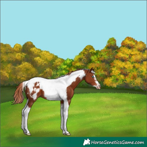 Horse Color:Chestnut Tobiano Frame Appaloosa 