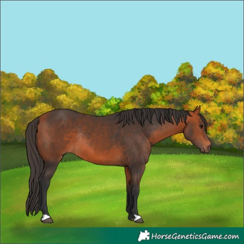 Horse Color:Bay Rabicano 