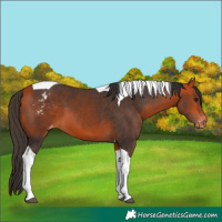 Horse Color:Bay Tobiano Varnish